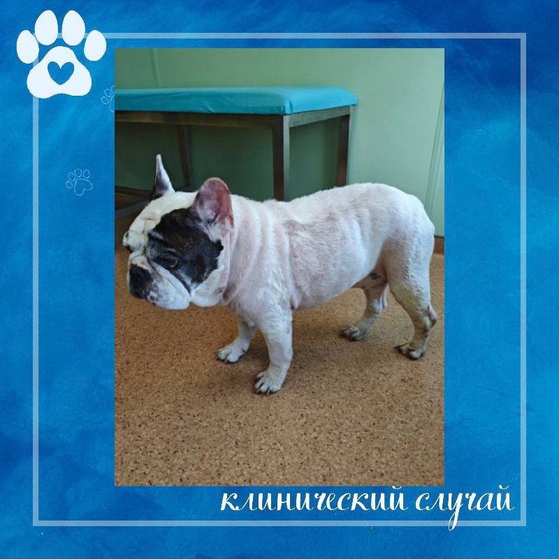 Иллюстрация к публикации «Тест с АКТГ в диагностике гиперадренокортицизма», 1